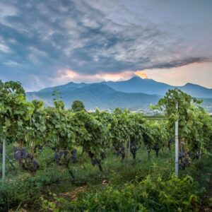 Mt Etna Wine Tour